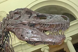 Chicago: Tyrannosaurus rex Skull