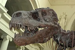 Chicago: Tyrannosaurus rex Skull