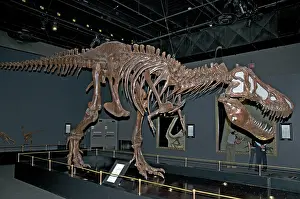 Fossilized: Tyrannosaurus Skeleton