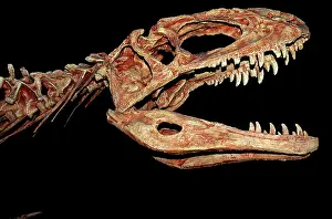 Tyrant: Tyrannosaurus Skull