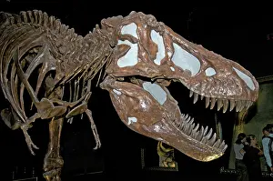 Dinosaur: Tyrannosaurus Skull
