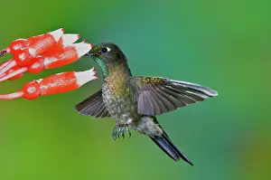Metallura: Tyrian Metaltail