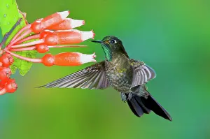 Metallura: Tyrian Metaltail