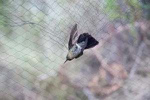 Scientists: Tyrian Metaltail