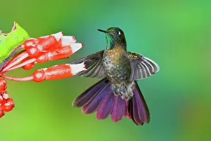 Hover: Tyrian Metaltail