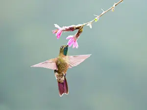 Metallura: Tyrian Metaltail - feeding on flower Metallura t