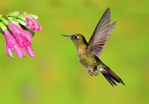 Apodiform: Tyrian Metaltail Hummingbird