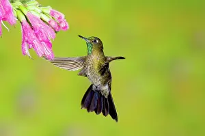 Apodiform: Tyrian Metaltail Hummingbird