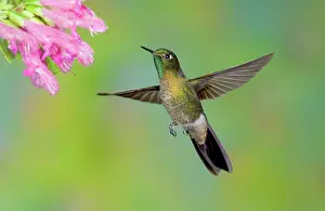 Apodiform: Tyrian Metaltail Hummingbird