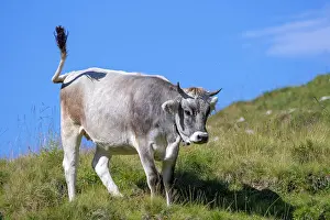 Rofan: Tyrolean grey cattle, cow on the alp, Rofan Mountains