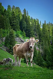 Siusi: Tyrolean grey cattle on a pasture, Alpe di Siusi