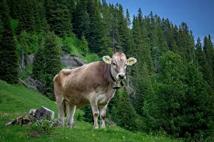 Siusi: Tyrolean grey cattle on a pasture, Alpe di Siusi