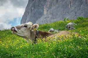 Siusi: Tyrolean grey cattle on a pasture, Alpe di Siusi