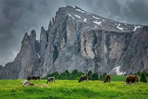 Siusi: Tyrolean grey cattle on a pasture, Alpe di Siusi