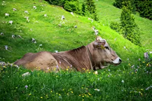 Alpe: Tyrolean grey cattle on a pasture, Alpe di Siusi