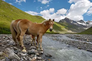 Equids: Tyrolean Haflinger horses, Rotmoostal Valley, Obergurgl