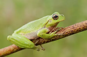 Sarda: Tyrrhenian Tree Frog