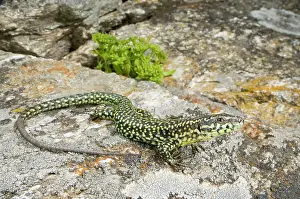 Podarcis: Tyrrhenian Wall Lizard