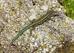 Podarcis: Tyrrhenian Wall Lizard - on granite rock