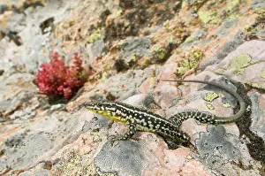Podarcis: Tyrrhenian Wall Lizard - male in habitat