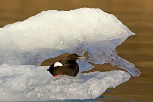 Tystie: Tystie / Black Guillemot