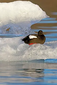 Tystie: Tystie / Black Guillemot