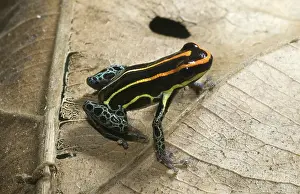 Amazonia: Uakari poison dart frog