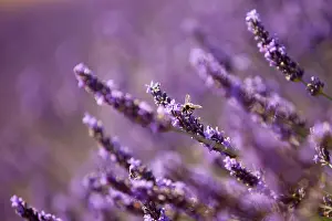 Aromatic: The ubiquitous honey bee in the lavender