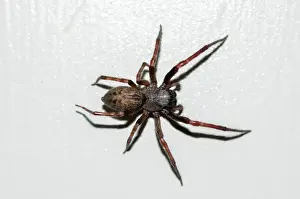 Araneae: Ubiquitous House Spider