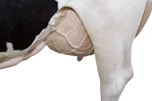 Prim: Udder and hind paw of a Holstein cow in the studio
