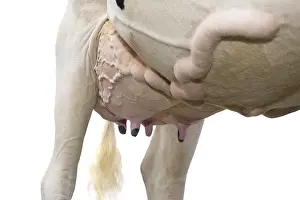 Prim: Udder of a Holstein cow and mammal vein