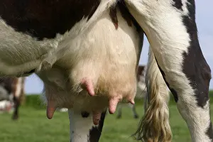 Udders: Udder of a Norman cow in a meadow Normandy France