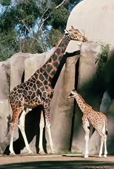 Rothschildi: Uganda / Baringo Giraffe - with young