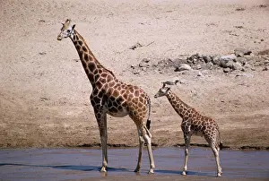 Rothschildi: Uganda / Baringo Giraffe - with young