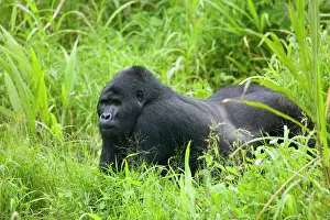 Silverback: Uganda, Bwindi Impenetrable National Park
