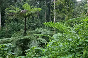 Equatorial: Uganda, Bwindi Impenetrable National Park