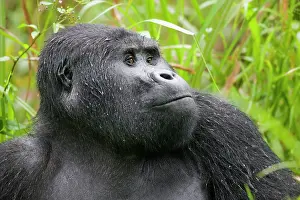 Silverback: Uganda, Bwindi Impenetrable National Park