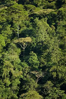 Fertile: Uganda, Bwindi Impenetrable National Park
