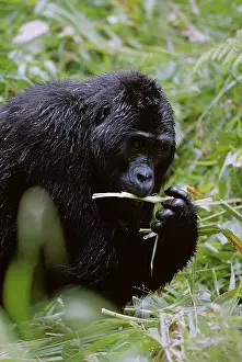 Silverback: Uganda, Bwindi Impenetrable National Park