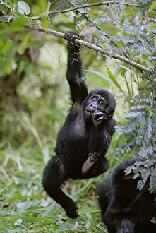 Leafy: Uganda, Bwindi Impenetrable National Park