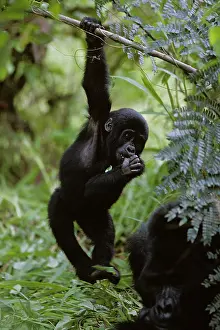 Leafy: Uganda, Bwindi Impenetrable National Park