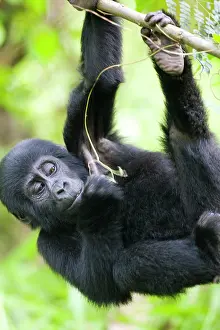 Equatorial: Uganda, Bwindi Impenetrable National Park