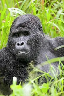Thoughtful: Uganda, Bwindi Impenetrable National Park