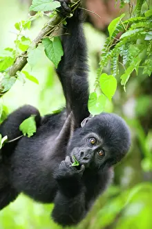 Equatorial: Uganda, Bwindi Impenetrable National Park