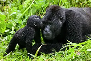 Silverback: Uganda, Bwindi Impenetrable National Park