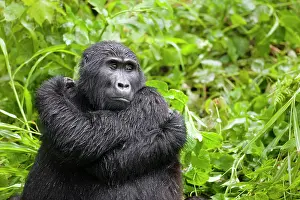Leafy: Uganda, Bwindi Impenetrable National Park
