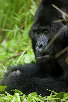 Silverback: Uganda, Bwindi Impenetrable National Park