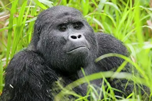 Silverback: Uganda, Bwindi Impenetrable National Park