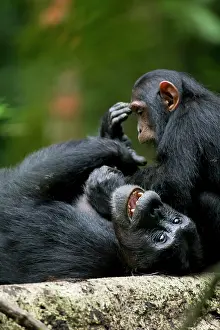 Laughter: Uganda, Kibale Forest Reserve. Juvenile