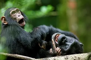 Equatorial: Uganda, Kibale Forest Reserve. Juvenile